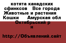 котята канадских сфинксов - Все города Животные и растения » Кошки   . Амурская обл.,Октябрьский р-н